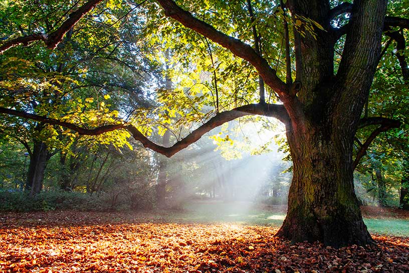 árboles en un bosque caducifolio